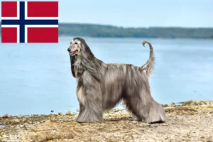 Read more about the article Norveç’te Afgan tazısı yetiştiricileri ve köpek yavruları