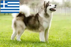 Read more about the article Yunanistan’da Alaskan Malamute yetiştiricileri ve köpek yavruları