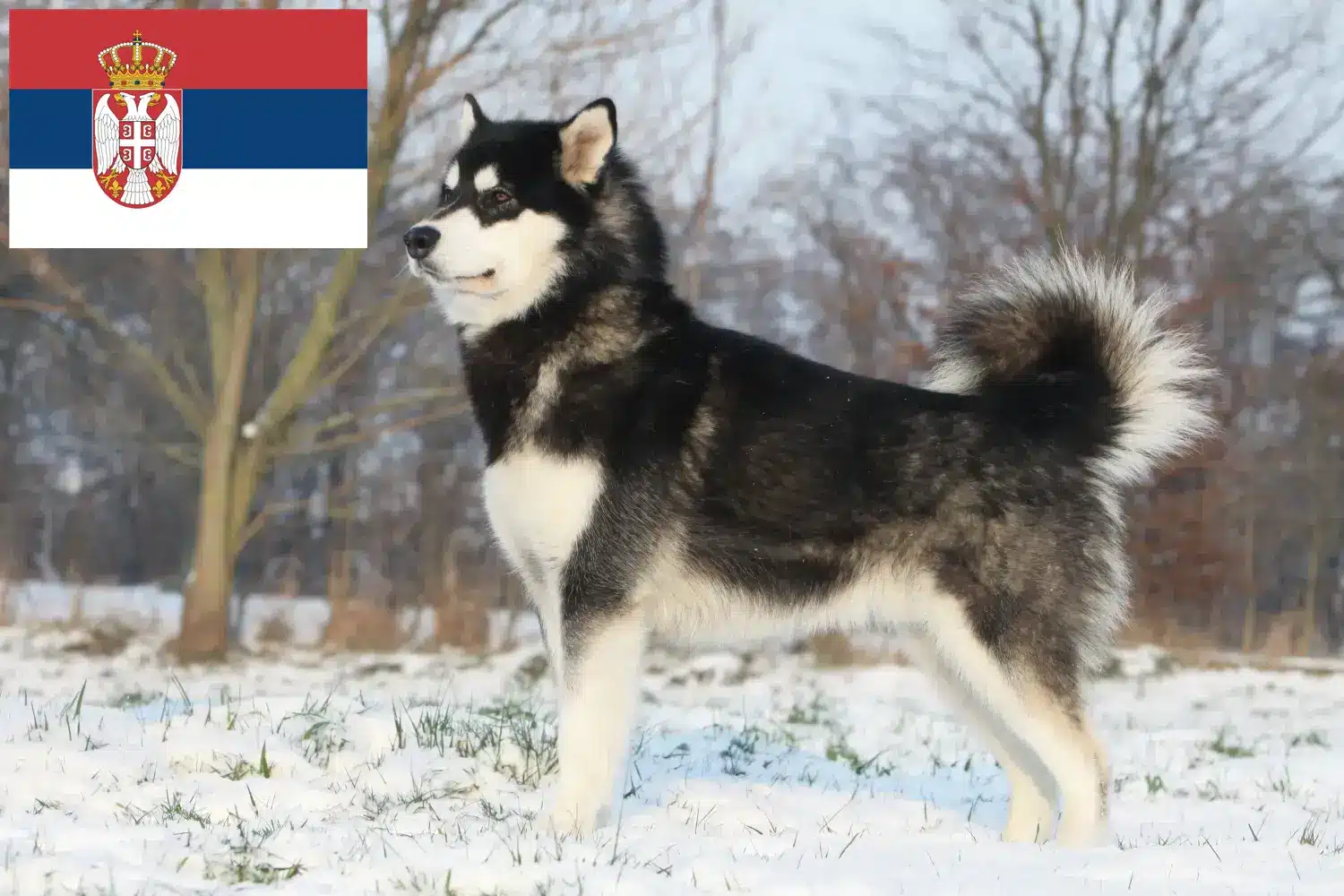 Alaskan Malamute yavru köpek ve yetiştiricileri Sırbistan Sırbistan'da Alaskan Malamute yetiştiricileri bulun.