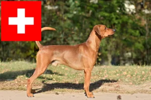 Read more about the article İsviçre’de Alman Pinscher yetiştiricileri ve köpek yavruları