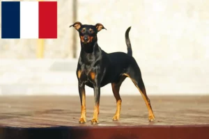 Read more about the article Fransa’da Alman Pinscher yetiştiricileri ve köpek yavruları