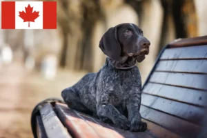 Read more about the article Kanada’da Alman Shorthair yetiştiricileri ve yavru köpekler