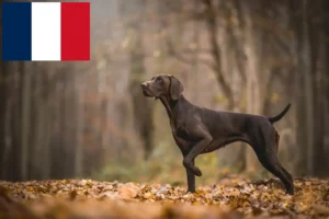 Read more about the article Fransa’da Alman Shorthair yetiştiricileri ve yavru köpekler