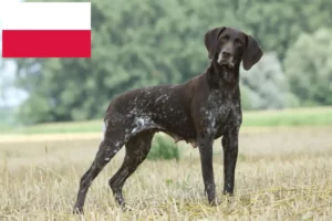 Read more about the article Polonya’da Alman Shorthair yetiştiricileri ve köpek yavruları