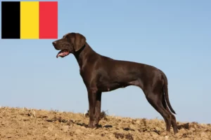 Read more about the article Belçika’da Alman Shorthair yetiştiricileri ve köpek yavruları
