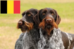 Read more about the article Belçika’da Alman Wirehair yetiştiricileri ve köpek yavruları