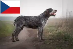 Read more about the article Çek Cumhuriyeti’nde Alman Wirehair yetiştiricileri ve yavru köpekler