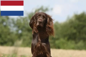 Read more about the article Hollanda’da Alman uzun tüylü köpek yetiştiricileri ve yavru köpekler