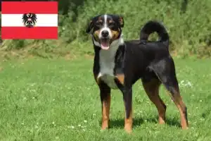 Read more about the article Avusturya’da Appenzell Dağ Köpeği Yetiştiricileri ve Yavruları