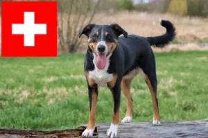 Read more about the article İsviçre’de Appenzell Dağ Köpeği Yetiştiricileri ve Yavruları
