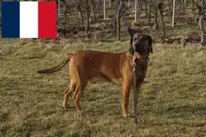 Read more about the article Fransa’da Bavyera Dağ Köpeği yetiştiricileri ve köpek yavruları