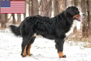 Read more about the article ABD’deki Bernese Dağ Köpeği Yetiştiricileri ve Yavruları