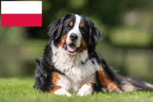 Read more about the article Polonya’da Bernese Dağ Köpeği Yetiştiricisi ve Yavruları
