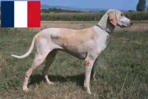 Read more about the article Fransa’da Billy yetiştiricileri ve yavru köpekler