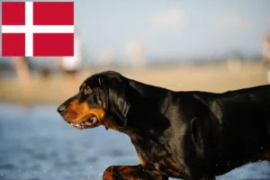 Read more about the article Danimarka’da Black and Tan Coonhound yetiştiricileri ve köpek yavruları