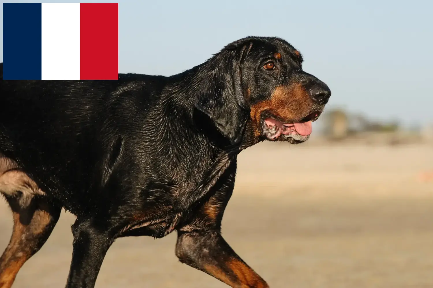Read more about the article Fransa’da Black and Tan Coonhound yetiştiricileri ve köpek yavruları