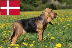 Read more about the article Danimarka’da Bloodhound yetiştiricileri ve köpek yavruları