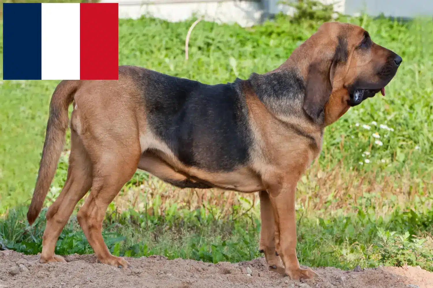 Read more about the article Fransa’da Bloodhound yetiştiricileri ve köpek yavruları