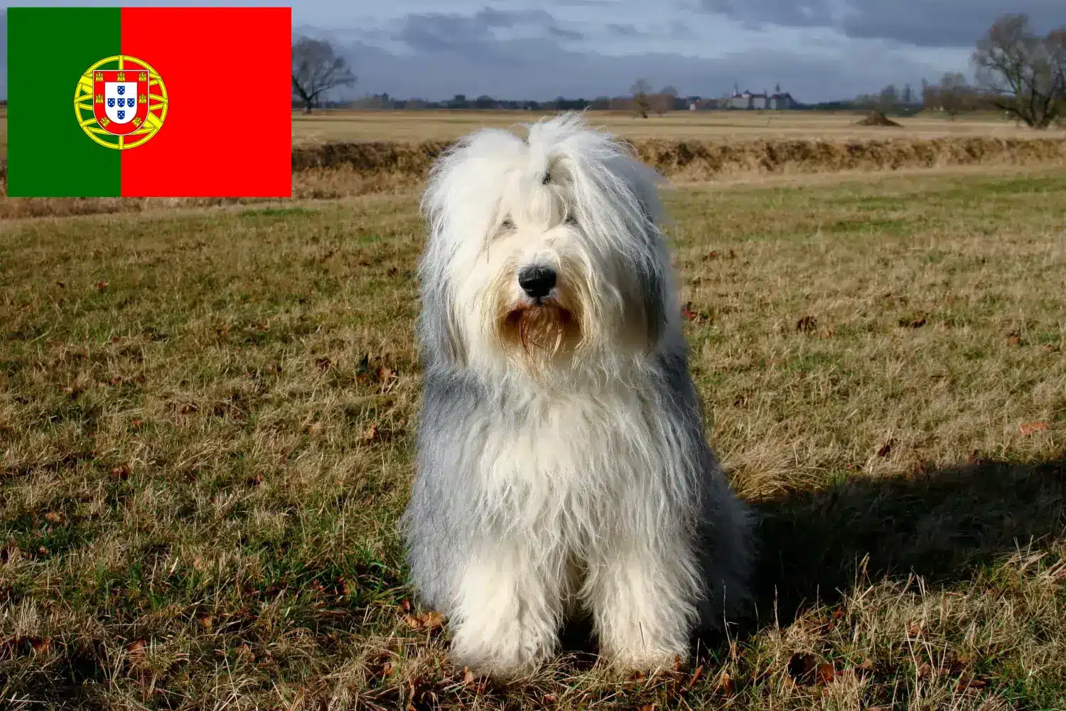 Bobtail yavru köpek ve yetiştiricileri Portekiz Portekiz'deki Bobtail yetiştiricilerini burada bulabilirsiniz.