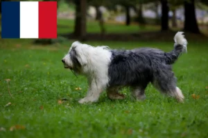 Read more about the article Fransa’daki Bobtail yetiştiricileri ve yavru köpekler