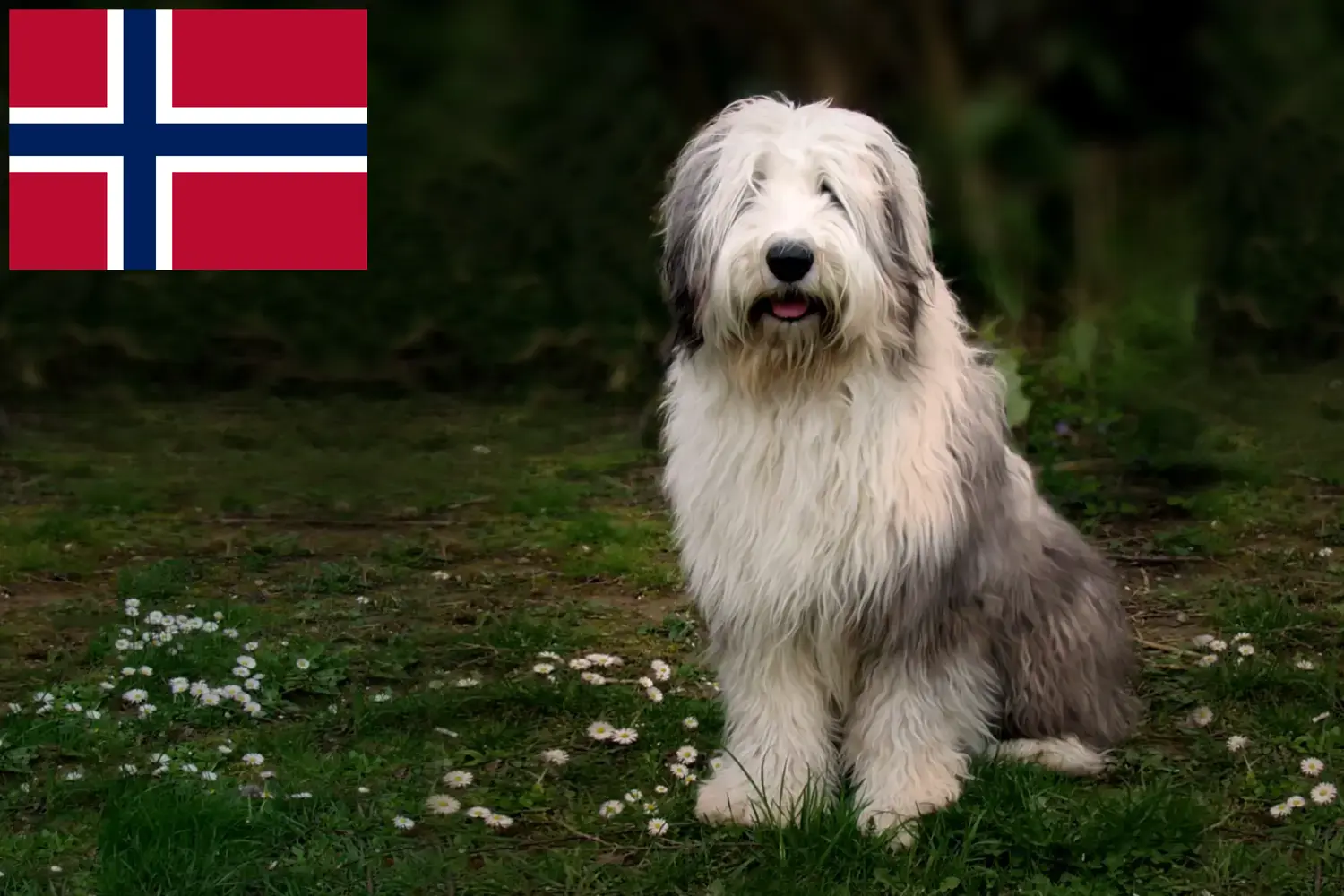 Read more about the article Norveç’teki Bobtail yetiştiricileri ve köpek yavruları
