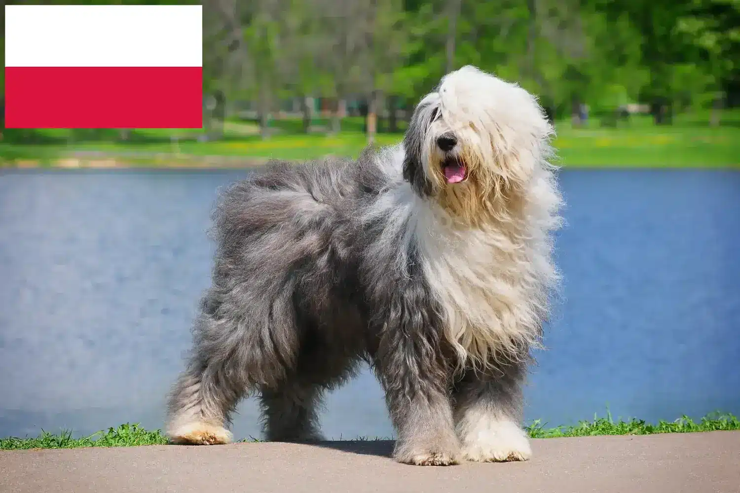 Read more about the article Polonya’daki Bobtail yetiştiricileri ve köpek yavruları