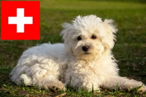 Read more about the article İsviçre’deki Bolognese yetiştiricileri ve köpek yavruları