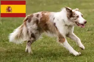 Read more about the article İspanya’da Border Collie yetiştiricileri ve köpek yavruları
