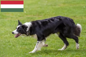 Read more about the article Macaristan’da Border Collie yetiştiricileri ve köpek yavruları