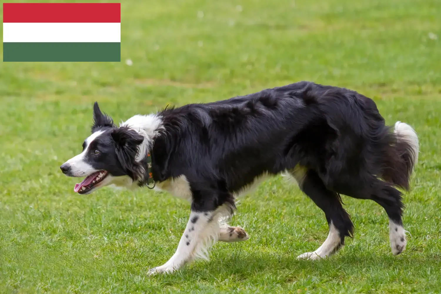 Read more about the article Macaristan’da Border Collie yetiştiricileri ve köpek yavruları