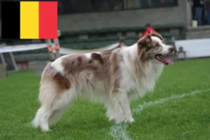 Read more about the article Belçika’da Border Collie yetiştiricileri ve köpek yavruları