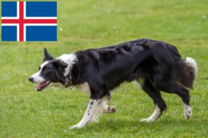 Read more about the article İzlanda’da Border Collie yetiştiricileri ve köpek yavruları