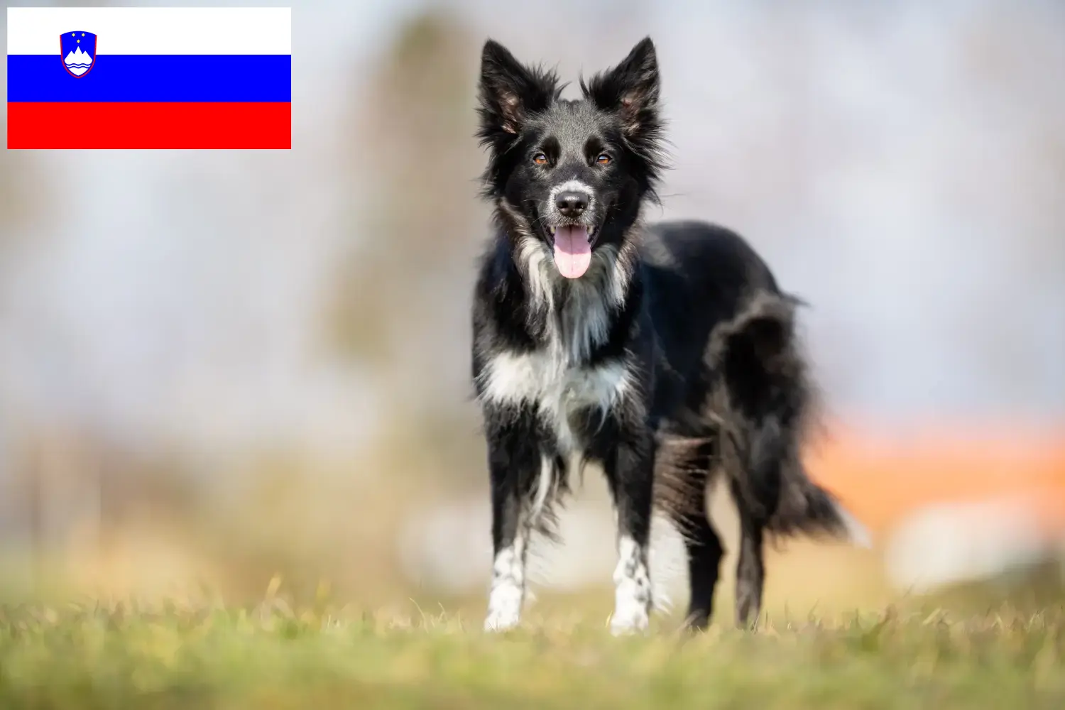 Read more about the article Slovenya’da Border Collie yetiştiricileri ve köpek yavruları