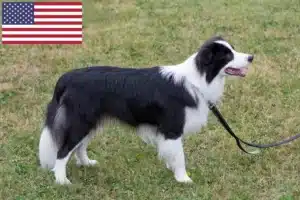 Read more about the article ABD’de Border Collie yetiştiricileri ve yavru köpekler