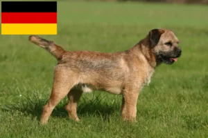 Read more about the article Almanya’da Border Terrier yetiştiricileri ve yavru köpekler
