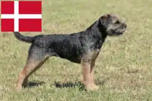Read more about the article Danimarka’da Border Terrier yetiştiricileri ve köpek yavruları