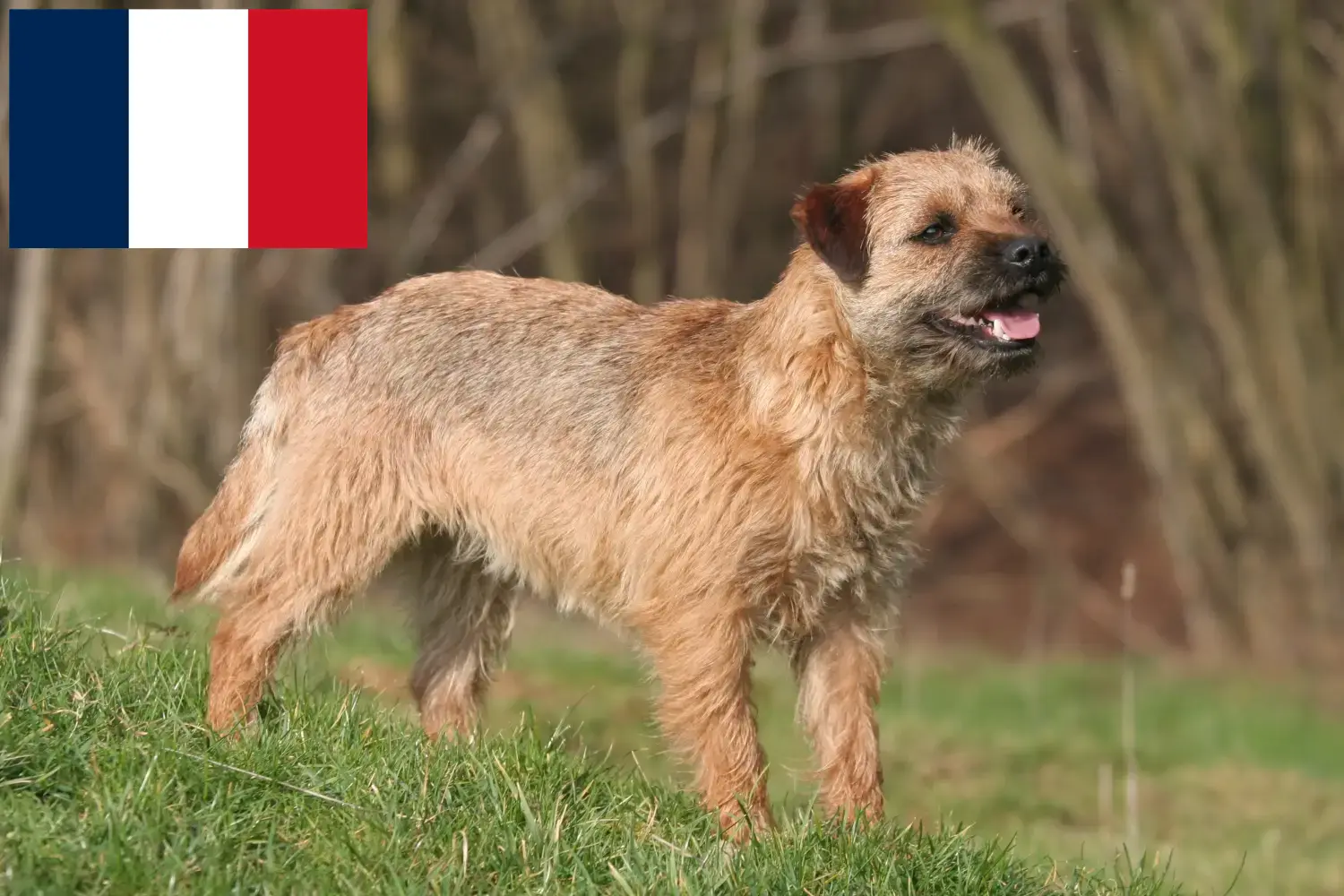 Border Terrier yavruları ve yetiştiricileri Fransa Burada Fransa'daki Border Terrier yetiştiricilerini bulabilirsiniz.