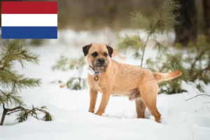 Read more about the article Hollanda’da Border Terrier yetiştiricileri ve yavru köpekler