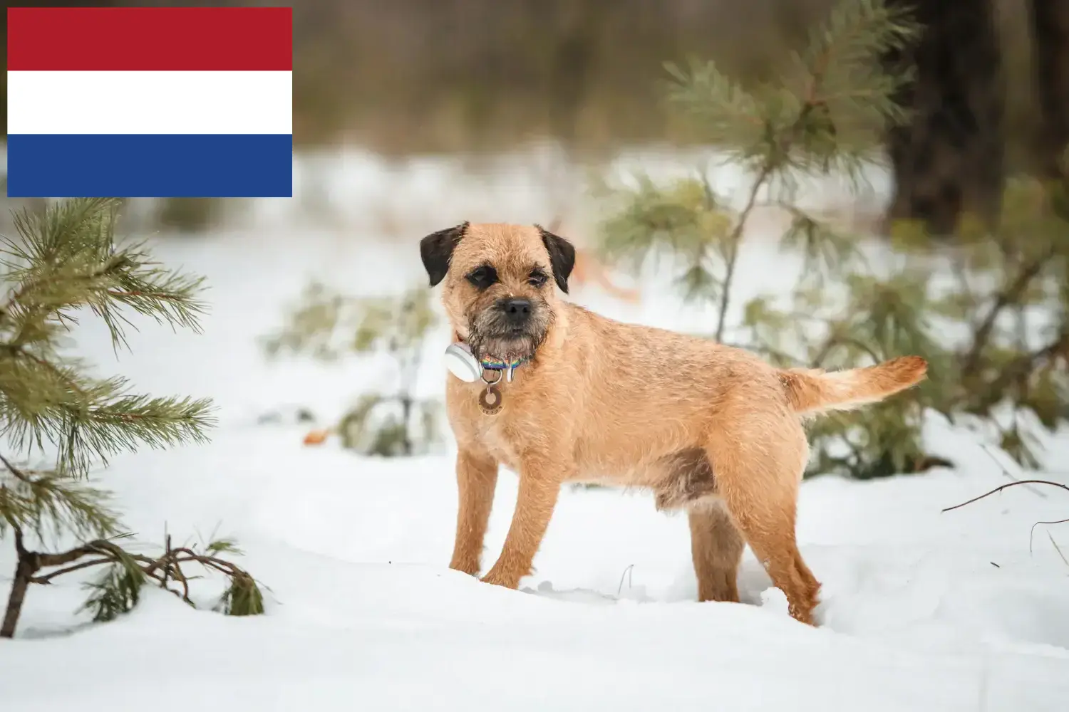 Border Terrier yavruları ve yetiştiricileri Hollanda Burada Hollanda'daki Border Terrier yetiştiricilerini bulabilirsiniz.