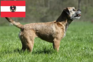 Read more about the article Avusturya’da Border Terrier yetiştiricileri ve köpek yavruları