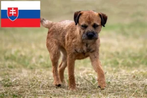 Read more about the article Slovakya’da Border Terrier yetiştiricileri ve köpek yavruları