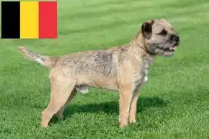 Read more about the article Belçika’da Border Terrier yetiştiricileri ve köpek yavruları