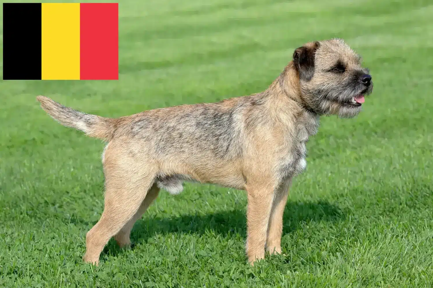 Border Terrier yavruları ve yetiştiricileri Belçika Belçika'daki Border Terrier yetiştiricilerini bulun.