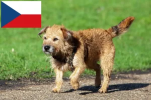 Read more about the article Çek Cumhuriyeti’nde Border Terrier yetiştiricileri ve yavru köpekler