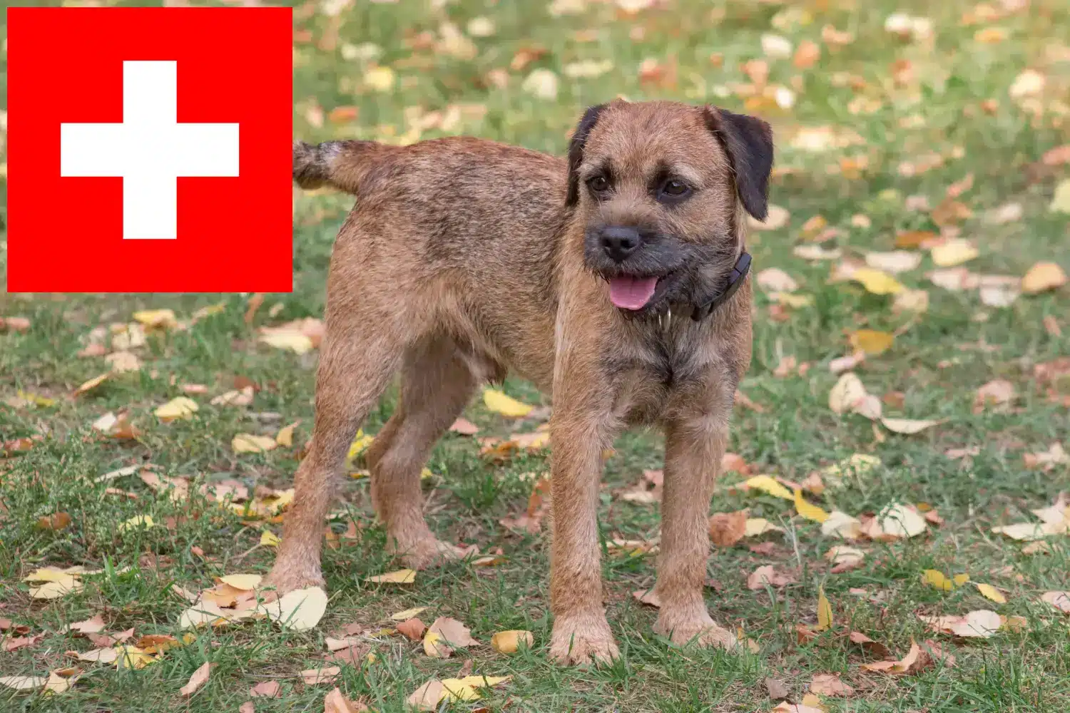 Border Terrier yavruları ve yetiştiricileri İsviçre Burada İsviçre'deki Border Terrier yetiştiricilerini bulabilirsiniz.