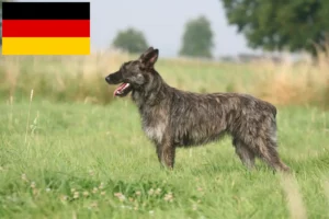 Read more about the article Almanya’da Bouvier des Ardennes yetiştiricileri ve yavru köpekler