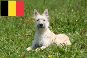 Read more about the article Belçika’da Bouvier des Ardennes yetiştiricileri ve köpek yavruları