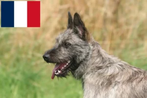 Read more about the article Fransa’da Bouvier des Ardennes yetiştiricileri ve köpek yavruları