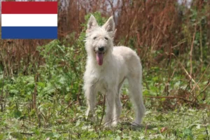 Read more about the article Hollanda’daki Bouvier des Ardennes yetiştiricileri ve köpek yavruları