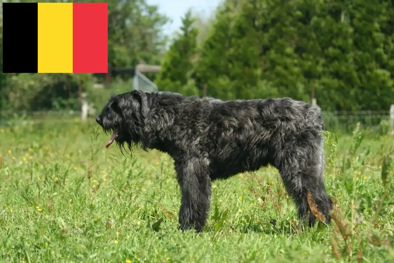 Bouvier des Flandres yavruları ve yetiştiricileri Belçika Burada Belçika'daki Bouvier des Flandres yetiştiricilerini bulabilirsiniz.